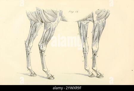 Ein Blick auf die Muskeln und Sehnen der Vorder- und HinterExtremitäten aus der Anatomie und Physiologie des Pferdes: Mit anatomischen und fraglichen Darstellungen. Enthält außerdem eine Reihe von Untersuchungen zur Anatomie und Physiologie des Pferdes, mit Anweisungen zur Dissektion und zur Art und Weise der anatomischen Vorbereitung. Hinzu kommt das Glossar der Veterinärtechniken, toxikologische Tabelle und das Wörterbuch der Veterinärwissenschaften von Dadd, George H., Veröffentlichungsdatum 1857 Stockfoto