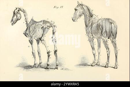 Zwei Ansichten (aus der hinteren Richtung gesehen): Eine enthält einen großen Teil der Oberflächensuskeln des Körpers und der Gliedmaßen, die andere zeigt die Basis ihres Überbaus. Aus der Anatomie und Physiologie des Pferdes: Mit anatomischen und fraglichen Darstellungen. Enthält außerdem eine Reihe von Untersuchungen zur Anatomie und Physiologie des Pferdes, mit Anweisungen zur Dissektion und zur Art und Weise der anatomischen Vorbereitung. Hinzu kommt ein Glossar der Veterinärtechniken, toxikologische Tabelle und ein Wörterbuch der Veterinärwissenschaften von Dadd, George H., Veröffentlichungsdatum 18 Stockfoto