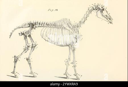 Das Skelett eines Pferdes aus der Anatomie und Physiologie des Pferdes: Mit anatomischen und fraglichen Darstellungen. Enthält außerdem eine Reihe von Untersuchungen zur Anatomie und Physiologie des Pferdes, mit Anweisungen zur Dissektion und zur Art und Weise der anatomischen Vorbereitung. Hinzu kommt das Glossar der Veterinärtechniken, toxikologische Tabelle und das Wörterbuch der Veterinärwissenschaften von Dadd, George H., Veröffentlichungsdatum 1857 Stockfoto