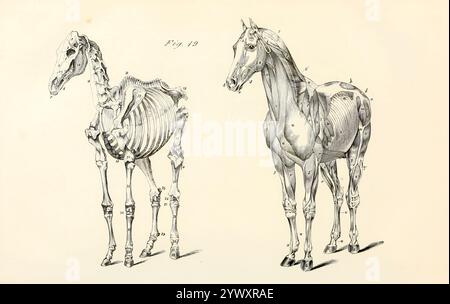 Zwei Ansichten (von vorne gesehen): Eine enthält einen großen Teil der Oberflächensuskeln des Körpers und der Gliedmaßen, die andere zeigt die Basis ihres Überbaus. Aus der Anatomie und Physiologie des Pferdes: Mit anatomischen und fraglichen Darstellungen. Enthält außerdem eine Reihe von Untersuchungen zur Anatomie und Physiologie des Pferdes, mit Anweisungen zur Dissektion und zur Art und Weise der anatomischen Vorbereitung. Hinzu kommt das Glossar der Veterinärtechniken, toxikologische Tabelle und das Wörterbuch der Veterinärwissenschaften von Dadd, George H., Veröffentlichungsdatum 185 Stockfoto
