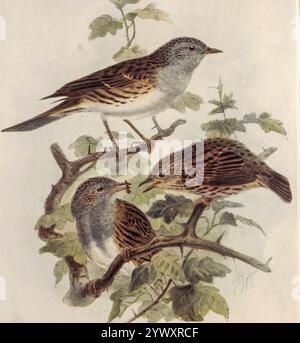 Die Dunnock (Prunella modularis) hier als Hecke accentor ist ein kleiner Passerine oder hochtender Vogel, der im gemäßigten Europa zu finden ist. Andere englische Namen sind: Hedge Spatrow, Hedge Warbler und Titling. Aus The Open Book of Nature : an Introduction to Nature Study von Charles Albert Hall, Publikationsdatum 1911 Publisher London: Adam and Charles Black Stockfoto