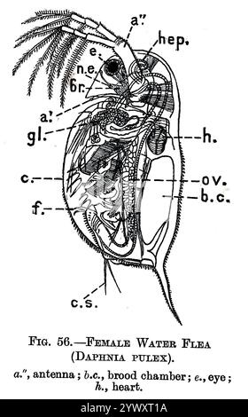 Skizze eines weiblichen Wasserflohs (Daphnia pulex). Show: Antenne; Brut-Kammer; Auge; Herz; aus ' The Open Book of Nature : an Introduction to Nature Study' von Charles Albert Hall, Publikationsdatum 1911 Publisher London: Adam and Charles Black Stockfoto