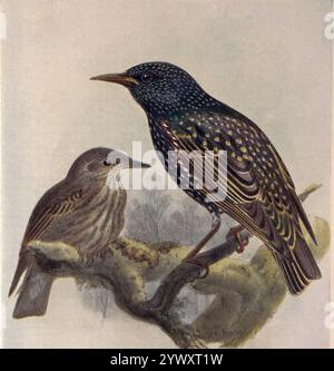 Sturnus vulgaris, in Nordamerika auch als Europäischer Star bekannt und in Großbritannien und Irland einfach als Starling, ist ein mittelgroßer Passerinvogel aus der Familie Sturnidae. Aus The Open Book of Nature : an Introduction to Nature Study von Charles Albert Hall, Publikationsdatum 1911 Publisher London: Adam and Charles Black Stockfoto