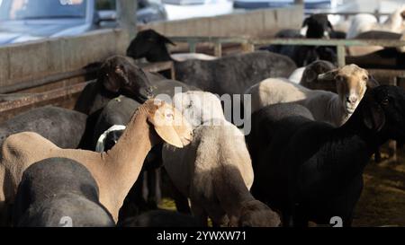 Schwanzschafe auf dem Viehmarkt in der Nähe von Bischkek, Kirgisistan. Die Tierhaltung ist eine der wirtschaftlichen Quellen in Kirgisistan wegen der nomadischen Histographie Stockfoto