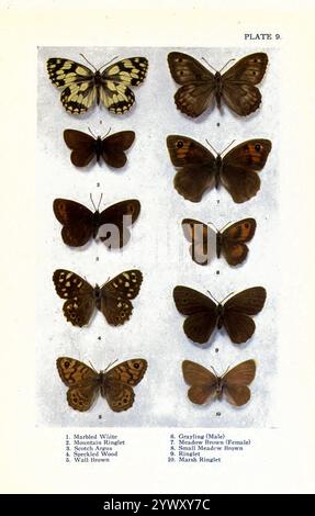 Eine Karte der britischen Schmetterlinge 1. Marmoriertes Weiß; 2. Mountain Ringlet; 3. Scotch Argus; 4. Gesprenkeltes Holz; 5. Wandbraun; 6. Äsche (Männlich) ; 7. Wiesenbraun (Weiblich); 8. Small Meadow Brown; 9. Ringlet; 10. Marsh Ringlet Stockfoto