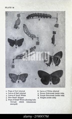 Ein Foto von 1. Puppe des Roten Admirals; 2. Larve des Roten Admiral; 3. Larve of Small White; 4. Neuer Kleiner Skipper; 5. Puppe von Small White (mit Loch, durch das Ichneumons entstanden); 6. Larve des Weißen Admirals; 7. Brauner Hairstreak (unter der Seite); 8. Lila Hairstreak (unter der Seite); 9. Ringelblume (unter der Seite) von britischen Schmetterlingen von A. M. Stewart 1918 Stockfoto