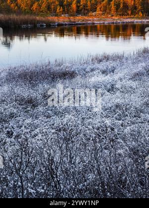 Frost bedeckt die üppige Vegetation am Rand eines ruhigen Sees, mit sanftem Morgenlicht beleuchtet die Szene und schafft eine friedliche Atmosphäre Stockfoto