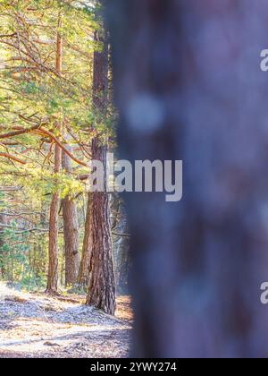 Goldenes Sonnenlicht strömt durch hohe Bäume in einem ruhigen Wald und schafft eine friedliche Atmosphäre. Das sanfte Leuchten beleuchtet den Pfad und lädt zum Erkunden ein Stockfoto