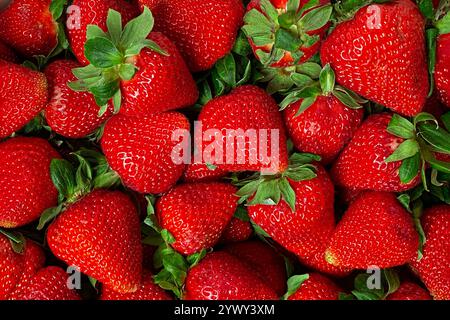 Frische rote Erdbeeren mit grünen Blättern – Juicy and Sweet Berry Nahaufnahme Stockfoto