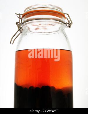 Großaufnahme von Sloe-Frucht-Beeren, die in Gin-Alkohol-Geist in einem hohen Glas Vorratsglas einweichen, um hausgemachten Sloe-Gin-Likör zu machen. Stockfoto