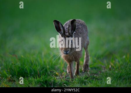 Brown Hare rennt, Choseley, Norfolk Stockfoto