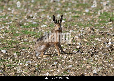 Brown Hare sitzt, Choseley, Norfolk Stockfoto