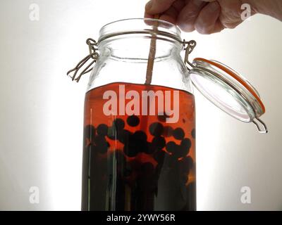 Nahaufnahme von Fingern, die einen Essstäbchen halten, um Sloe-Beeren zu rühren, in Gin-Alkohol-Spirituosen in einem Glas-Vorratsglas einweichen, um Sloe-Gin-Likör herzustellen. Stockfoto