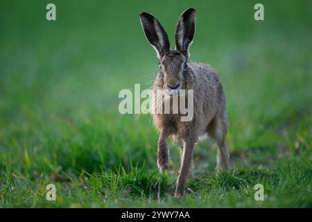 Brown Hase steht, Choseley, Norfolk Stockfoto
