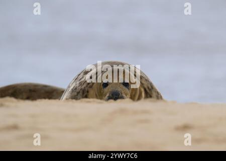 Grey Seal Bull, Horsey, Norfolk Stockfoto