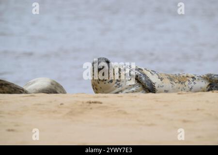 Weibliche Graue Dichtung, Horsey, Norfolk Stockfoto