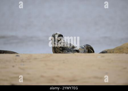 Weibliche Graue Dichtung, Horsey, Norfolk Stockfoto