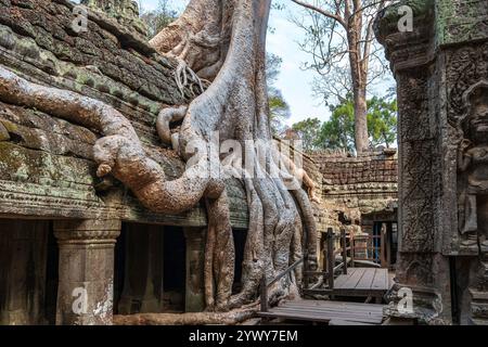 Kambodscha, 25.02.2024, Siem Reap, Angkor Tempel, TA Prohm, Khmer, Ruinen, Ruinen, khmer-Skulptur, khmer-Königreich, Basreliefs, traditionelle Kunst, Stockfoto