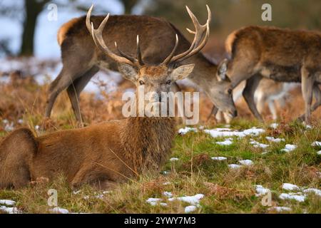 Red Deer Stag, Bradgate Park, Leicestershire Stockfoto
