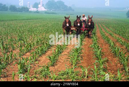 Pennsylvania, USA, ca. 1986. Amish-Bauer auf dem Feld mit Maultieren, die den Pflug ziehen. Stockfoto