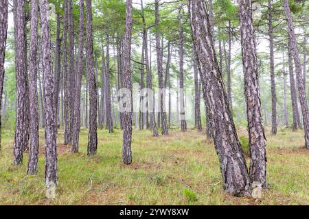 Naturdenkmal Torcas de Palancares y Tierra Muerta, Cañada del Hoyo, Cuenca, Spanien Stockfoto