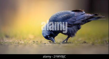 Jackdaw Corvus Monedula geht durch das Gras und sucht nach Essen, das beste Foto. Stockfoto