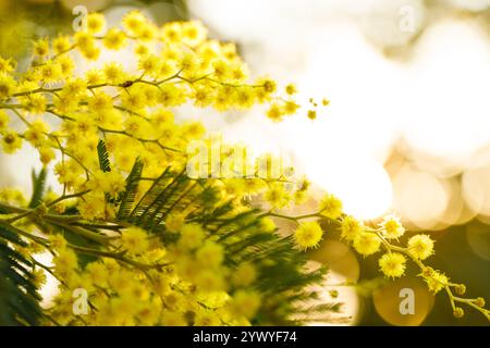 Nahaufnahme eines silbernen Flechtbaums mit gelben Mimosa-Frühlingsblumen vor einem verschwommenen Bokeh-Hintergrund Stockfoto
