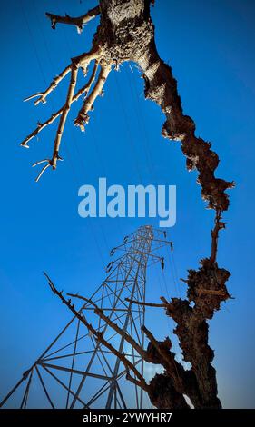 Blick auf einen Pol und Hochspannungsleitungen, umgeben von toten Bäumen vor einem blauen Himmel. Stockfoto