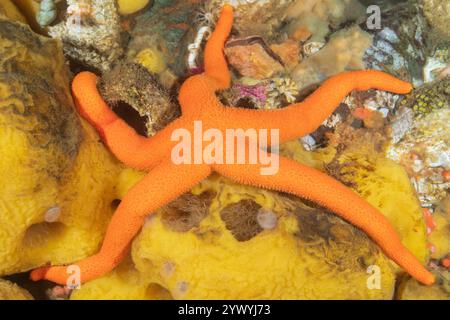 Blutstern Henricia leviuscula, Discovery Passage Quadra Island Salish Sea Campbell River Vancouver Island British Columbia Kanada, Erdbeeranemone Stockfoto