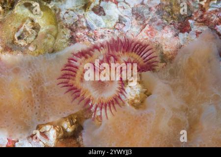 Compond Lapped tunicate Cystodytes lobatus, Red Trompete Kalkröhrenwurm Serpula columbiana, Sechelt Inlet Agamemnon Channel Sunshine Coast Egmont B Stockfoto