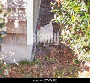 Glückliche, organisch aufgezogene Hühner im Hinterhof zu füttern, genießen die Freiheit, im Hof herumzulaufen, Insekten zu essen und den Boden zu kratzen! Stockfoto