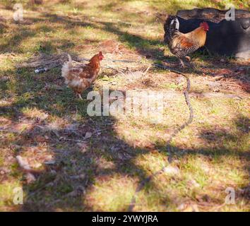 Glückliche, organisch aufgezogene Hühner im Hinterhof zu füttern, genießen die Freiheit, im Hof herumzulaufen, Insekten zu essen und den Boden zu kratzen! Stockfoto