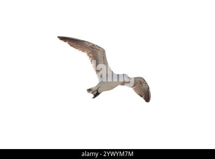 Möwe im Flug isoliert am weißen Himmel, Vogel fliegt unter Sicht, Stockfoto