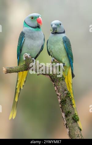 Blauflügelsittich oder Malabar-Sittich Psittacula columboides Stockfoto