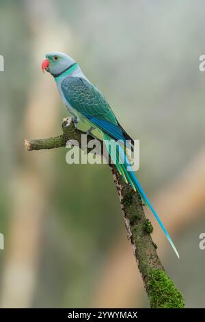 Blauflügelsittich oder Malabar-Sittich Psittacula columboides Stockfoto