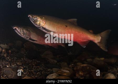 Kohlachs (Oncorhynchus kisutch) schwimmen flussaufwärts, um in Nordkalifornien zu laichen. Die Männchen werden rot, um sich auf das Laichen vorzubereiten. Stockfoto