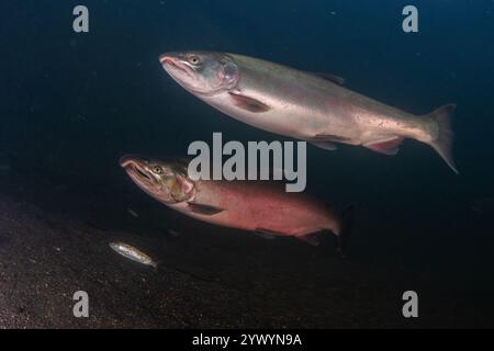 Kohlachs (Oncorhynchus kisutch) schwimmen flussaufwärts, um in Nordkalifornien zu laichen. Ein Laichmännchen, Silberfisch frisch aus dem Ozean und Forelle parr. Stockfoto