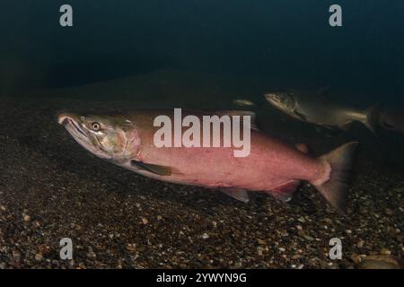 Kohlachs (Oncorhynchus kisutch) schwimmen flussaufwärts, um in Nordkalifornien zu laichen. Die Männchen werden rot, um sich auf das Laichen vorzubereiten. Stockfoto