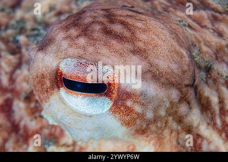 Riesen-Pazifischer Krake, Enteroctopus dofleini, Keystone Jetty, Fort Casey Underwater Park, Admiralty Bay, Salish Sea, Whidbey Island, Washington, USA, Stockfoto