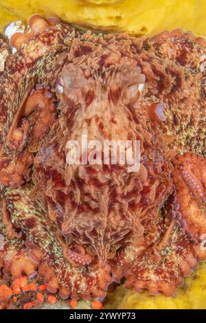 Riesen-Pazifik-Krake, Enteroctopus dofleini, Discovery Passage, Quadra Island, Salish Sea, Campbell River, Vancouver Island, British Columbia, Kanada Stockfoto