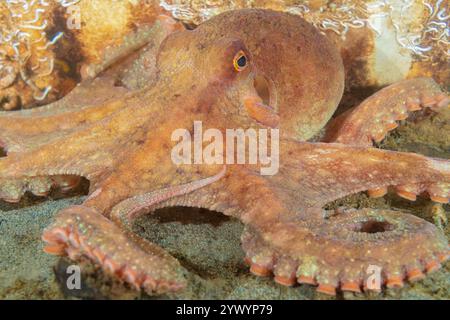 Riesen-Pazifik-Krake, Enteroctopus dofleini, Puget Sound, Redondo, des Moines, Washington, USA, Pazifik Stockfoto