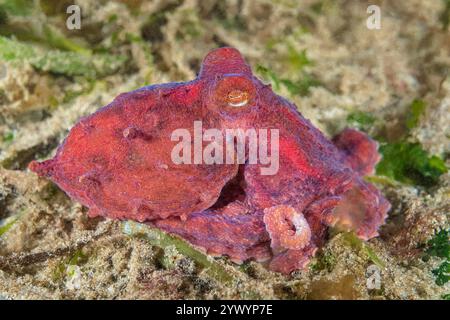 Riesen-Pazifik-Krake, Enteroctopus dofleini, Puget Sound, Redondo, des Moines, Washington, USA, Pazifik Stockfoto