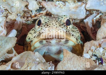 Feingefleckter Kiefer, Opistognathus punctatus, Bahia, Baja California, Mexiko, Meer von Cortez, Golf von Kalifornien, Pazifik Stockfoto