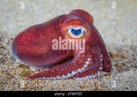 stubby Tintenfisch, Rossia pacifica, ein Bobtail Tintenfisch, Alki Schrottplatz, Puget Sound, Salish Sea, Seattle, Washington, USA, Pazifik Stockfoto