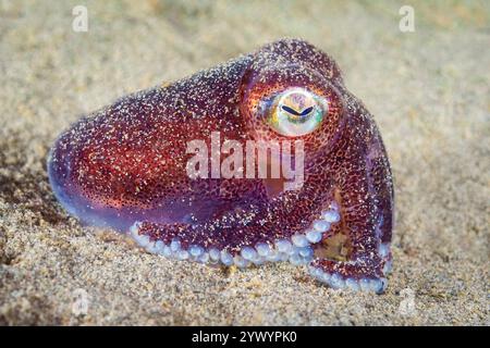 stubby Tintenfisch, Rossia pacifica, ein Bobtail Tintenfisch, Alki Schrottplatz, Puget Sound, Salish Sea, Seattle, Washington, USA, Pazifik Stockfoto