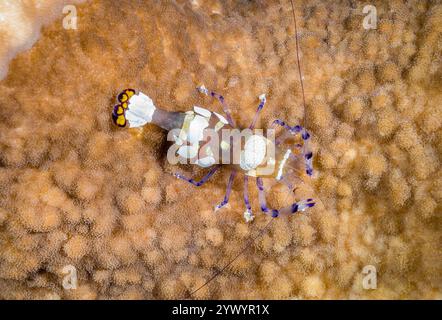 pfauenschwanz-Anemonengarnelen oder Glasanemonengarnelen, Periclimenes brevicarpalis, auf seiner Wirtsanemone Cryptodendrum adhaesivum, Viti Levu, Fi Stockfoto