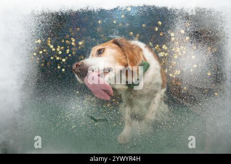 Porträt englischer Springer Spaniel Hund, der am Fenster sitzt und ihn leckt, um weihnachten zu feiern Stockfoto