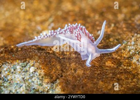 Predaceous aeolis oder Rotkiemen Nacktschnecke, Himatina trophina, Puget Sound, Burien, Washington, USA, Salish-Meer, Pazifik Stockfoto