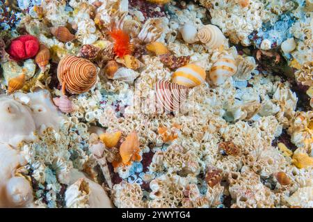 Blue Top Schnecke, Calliostoma ligatum, Browning Pass, British Columbia, Kanada, Pazifik Stockfoto