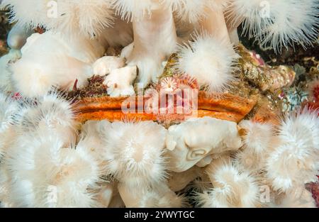 Rote Trompete Kalkröhrenwurm, Serpula Columbiana, RiesenfelsenJakobsmuschel, Crassadoma gigantea und kurze Plumose Anemone, Browning Pass, British Columb Stockfoto